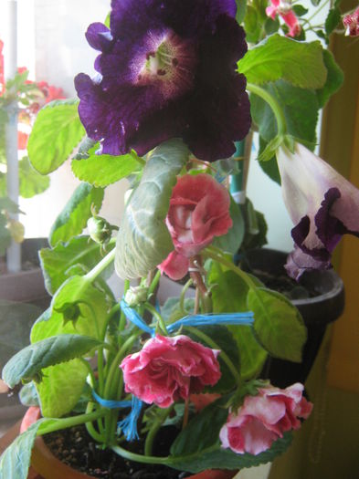 Picture My plants 3797 - Flori 2015