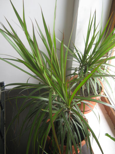 Picture My plants 3849