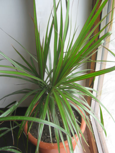 Dracena