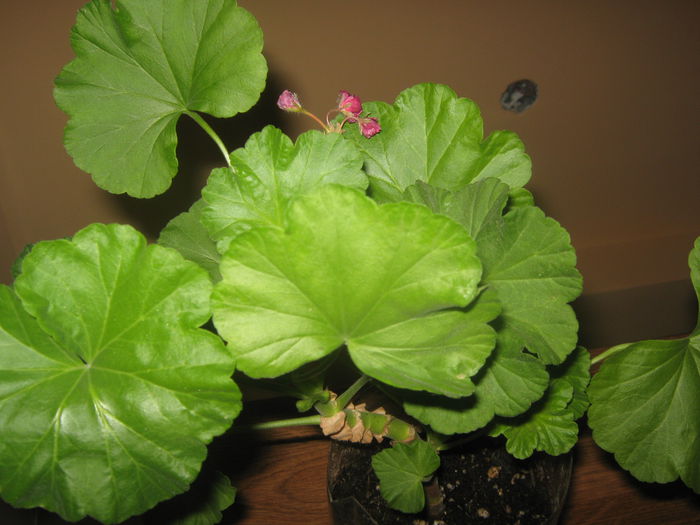 Muscata trandafiras de la Fanita