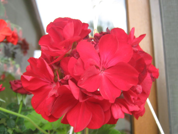 Picture My plants 3854