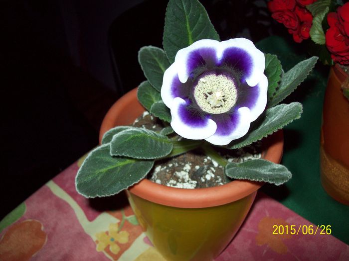 103_4630 - Gloxinia