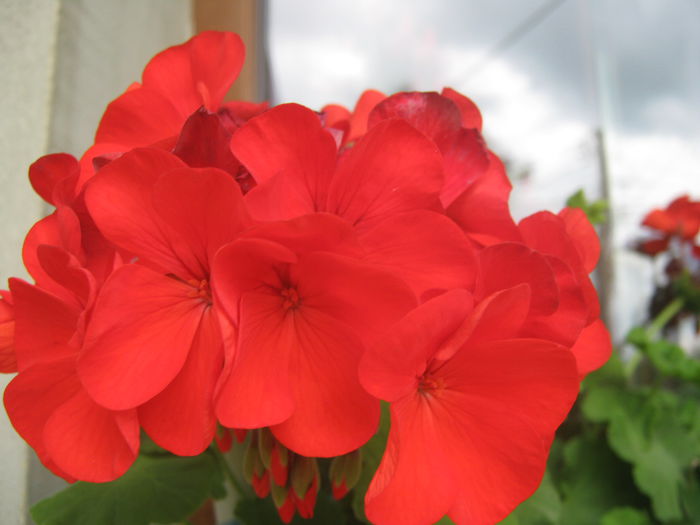 Picture My plants 3855