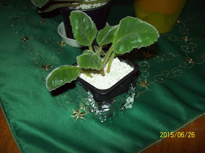 103_4635 - Gloxinia