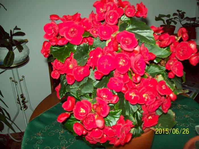 103_4637 - Begonia