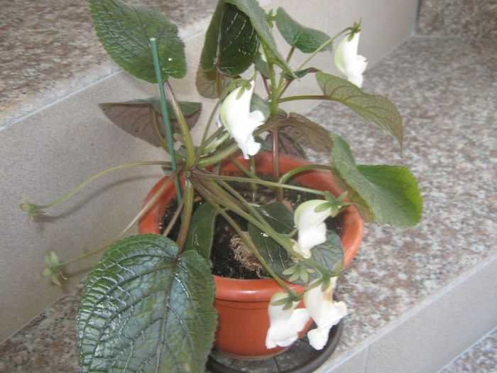 Picture My plants 3800