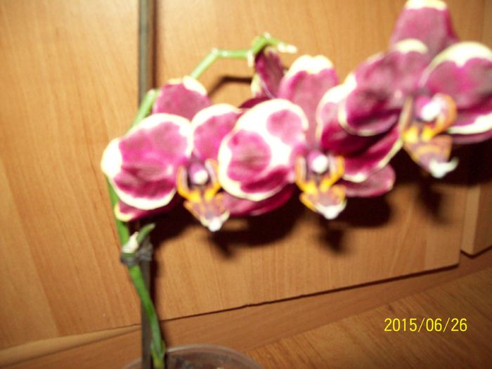 103_4665 - Orhidee