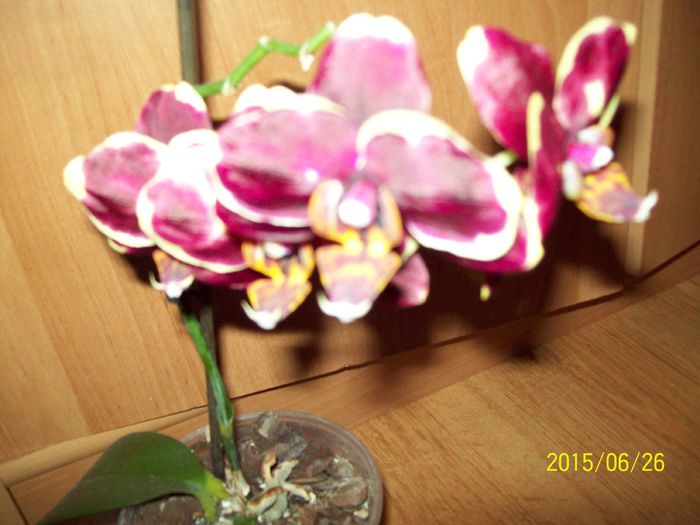 103_4666 - Orhidee