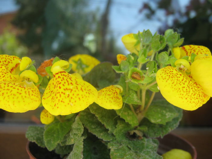 Picture My plants 3808