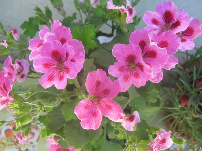 Picture My plants 3811