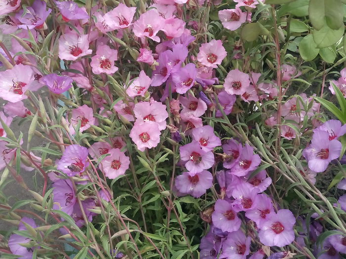 IMG_20150628_144858 - 2015 Flori in  gradina