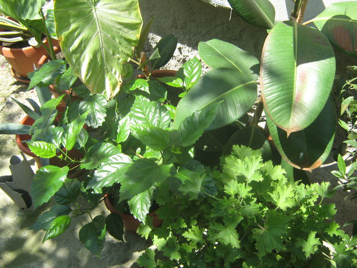 Picture My plants 3818