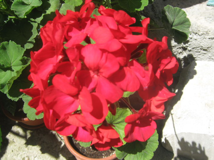 Picture My plants 3819