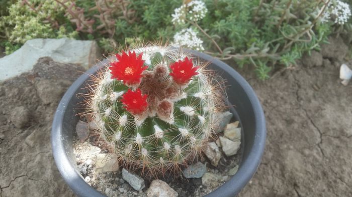 parodia lauii - cactusi 2015