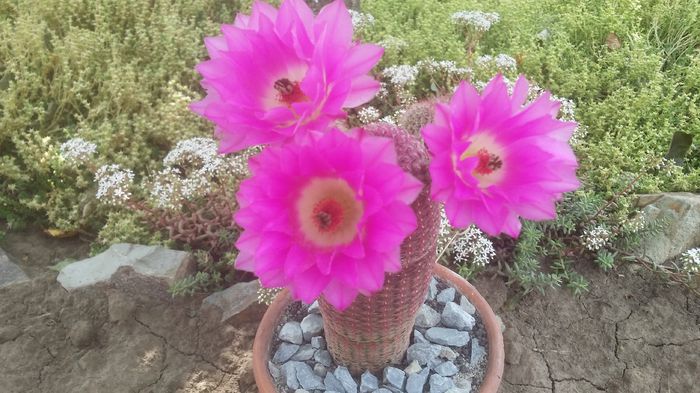 echinocereus rigidissimus v. rubispinus - cactusi 2015