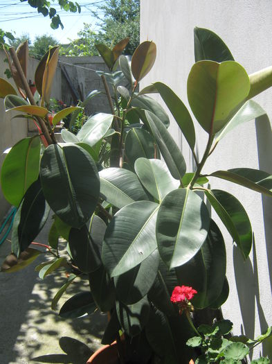 Picture My plants 3823