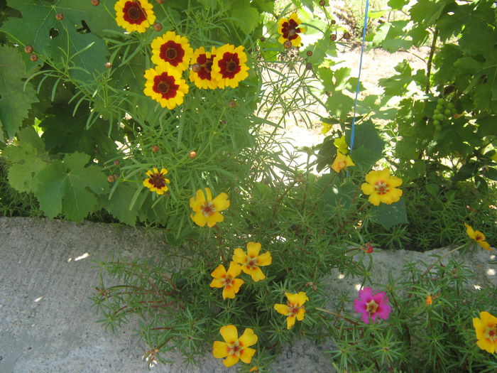 Picture My plants 3827