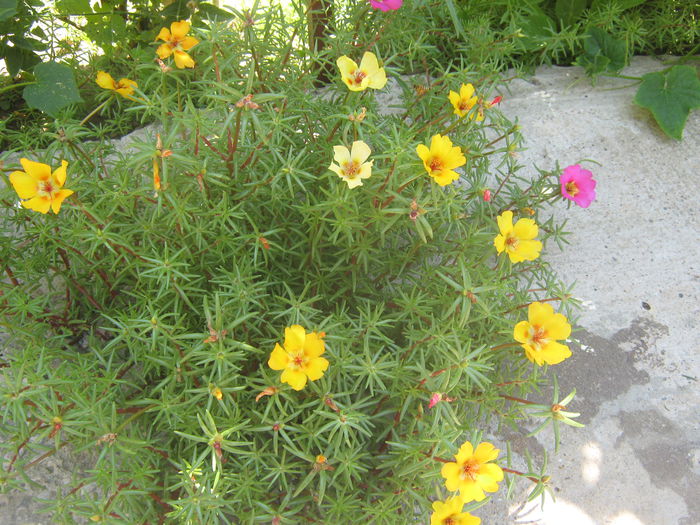 Picture My plants 3828