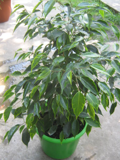 Ficus Benjamin Variegat