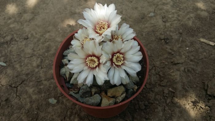 gymnocalycium - cactusi 2015