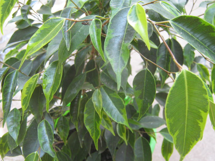 Picture My plants 3914