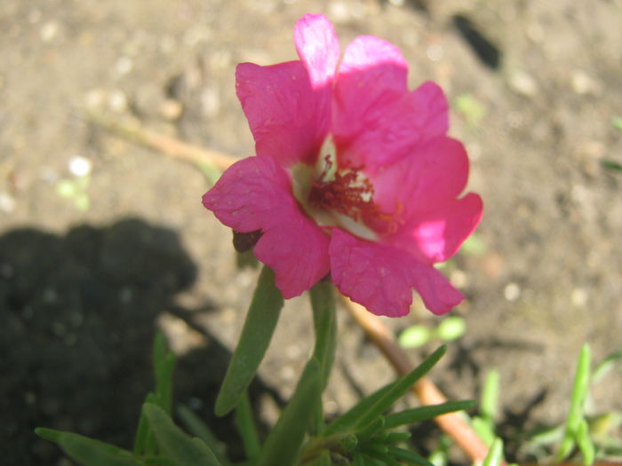 Picture My plants 3874