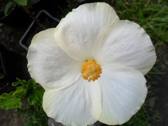 SAM_6691 - hibiscusi 2015-2