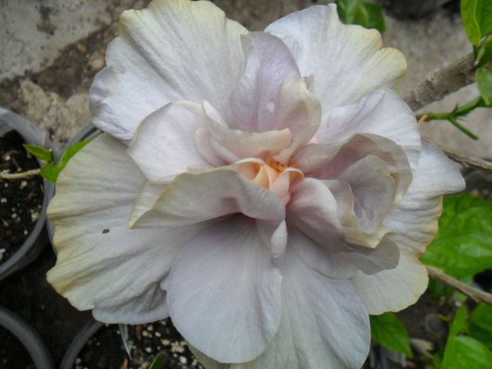 SAM_6693 - hibiscusi 2015-2
