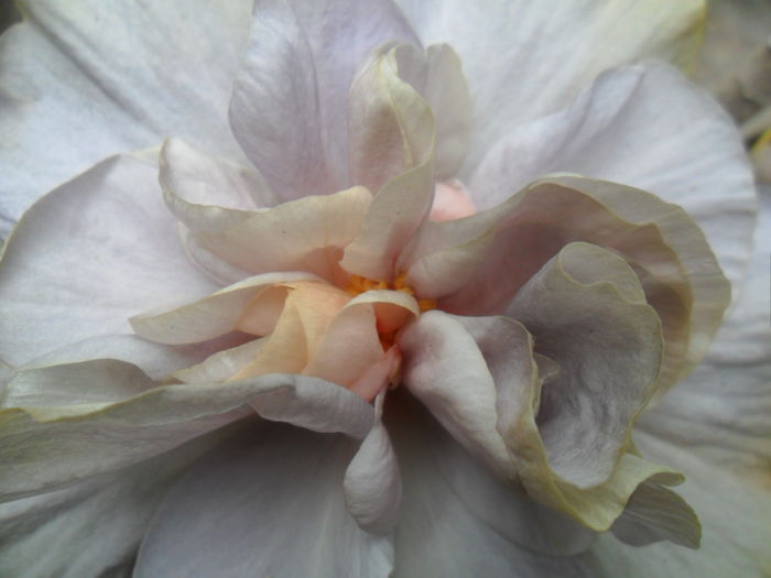 SAM_6695 - hibiscusi 2015-2