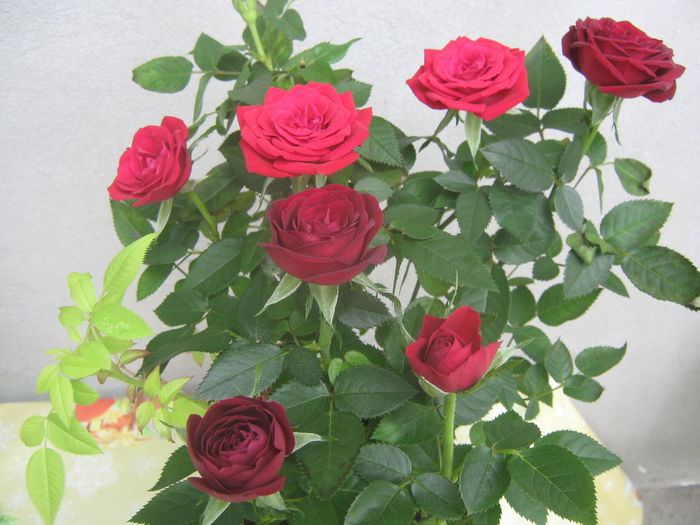 Picture My plants 3858