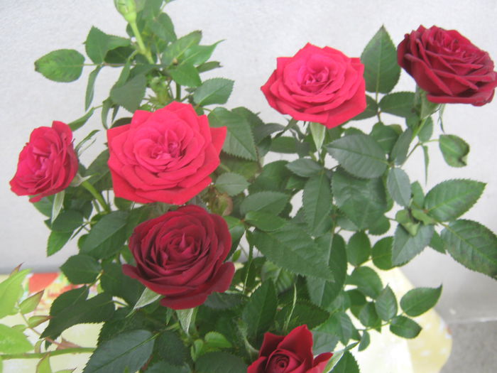 Picture My plants 3857