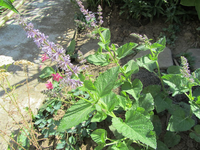 Salvia sclarea