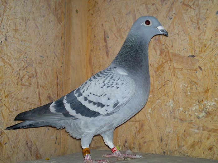 RO 2014  FIICA HUNG 05+ DV 2010