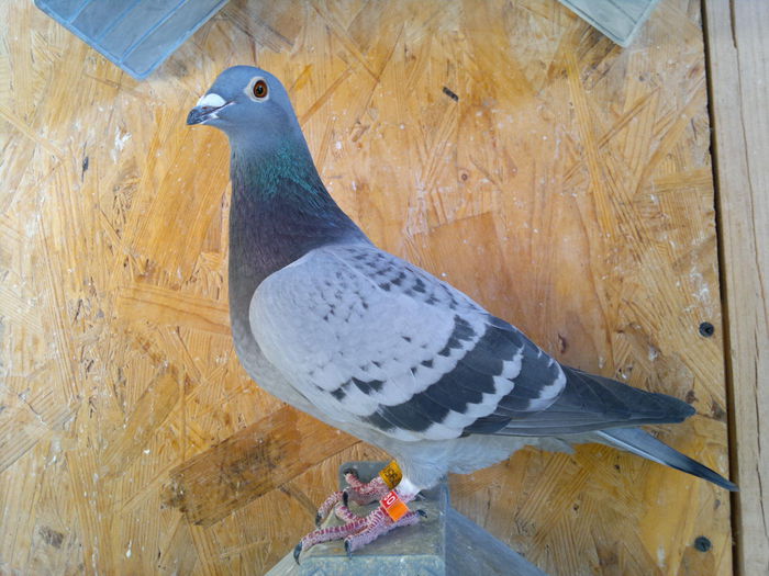 RO 2014 FIICA NL 06+DONETZKA