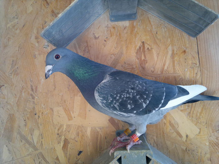 RO 2014  SORA ,,ASUL,,