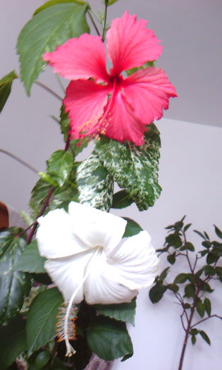 2015-06-28 14.31.35