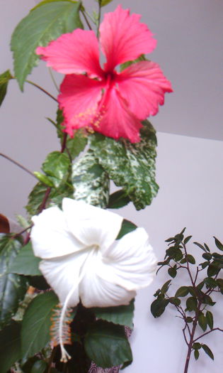 2015-06-28 14.31.48