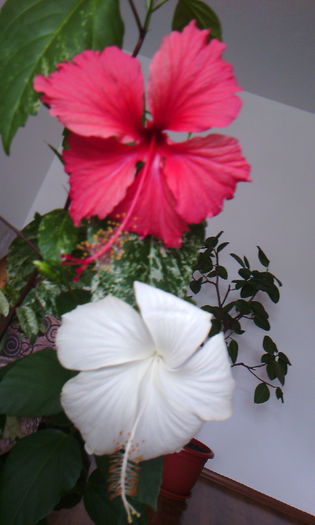 2015-06-28 14.32.59