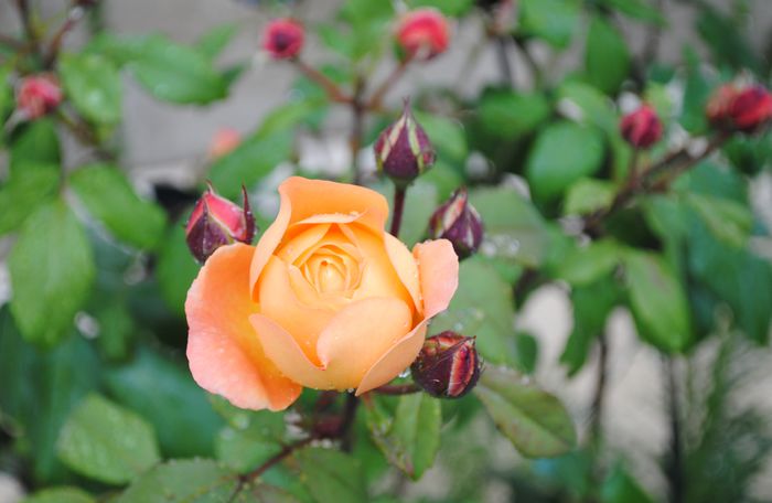 Lady Emma Hamilton