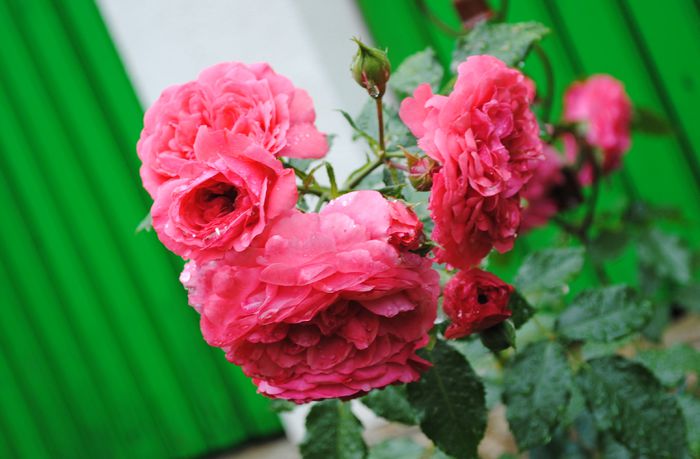 Rosarium Uetersen