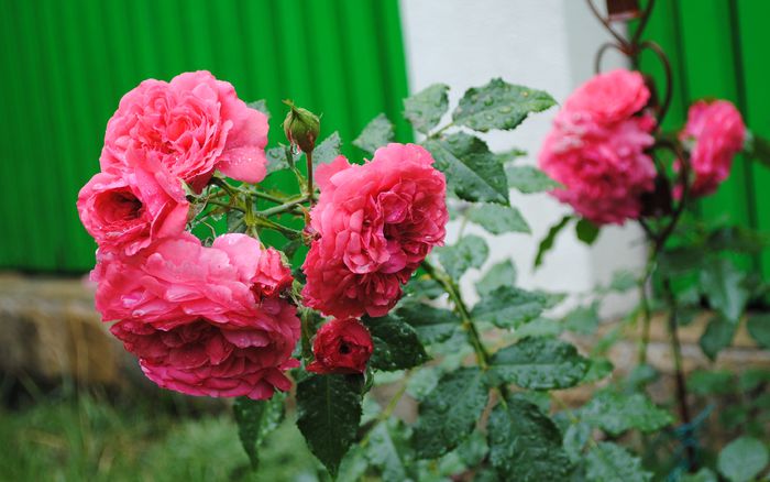 Rosarium Uetersen