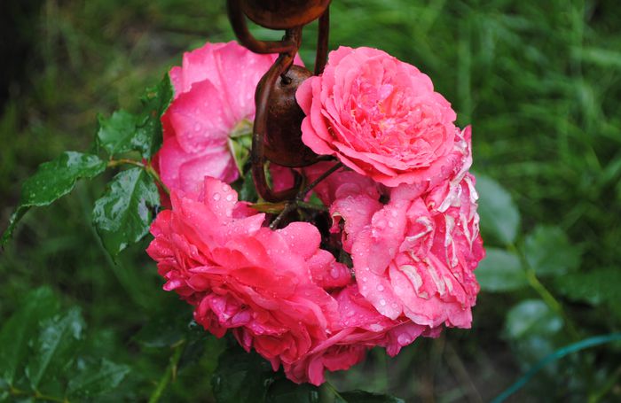 Rosarium Uetersen