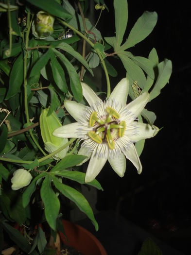13.06.2015 - flori - passiflora