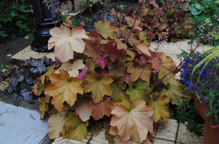 heuchera caramel - 2015 plantele mele - II