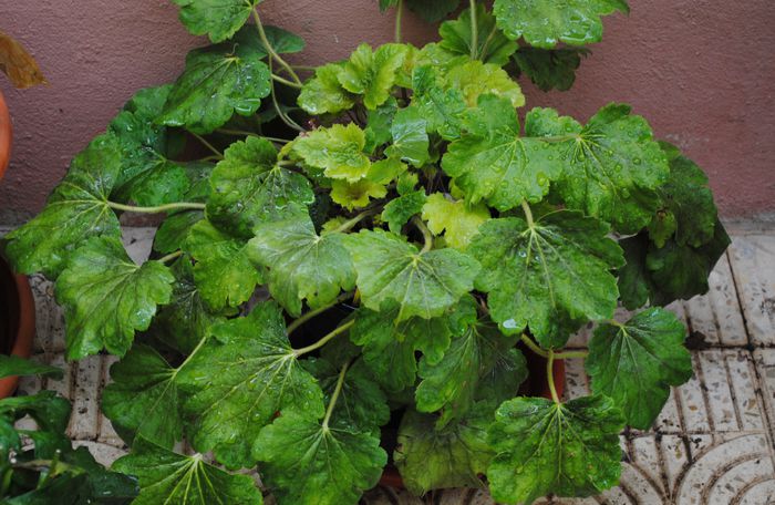 heuchera delta dawn - 2015 plantele mele - II