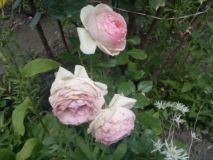 EDEN ROSE - 2015 Trandafiri I
