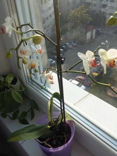 Phalaenopsis - iunie 2015