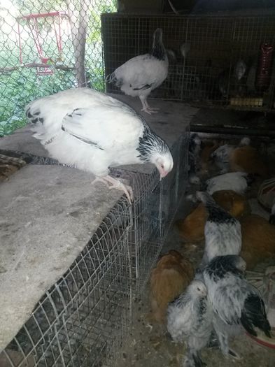 Pui CG, BHD, SHD, NH - 2015