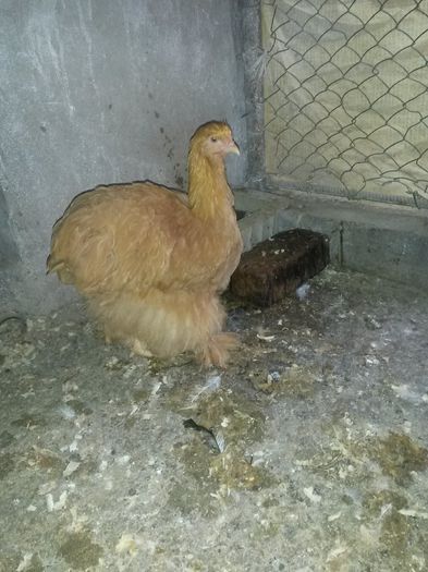 Pui CG, BHD, SHD, NH - 2015