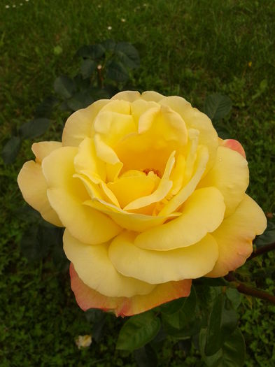 Fotografie0002 - AAAAA_R_TRANDAFIRI 2015_2017